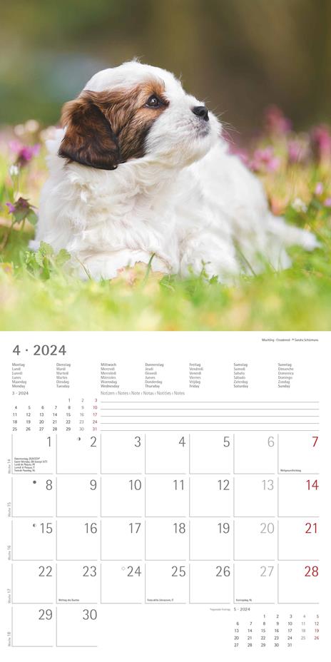 Alpha Edition - Calendario 2024 da muro Puppies, 12 mesi, 30x30 cm - 6