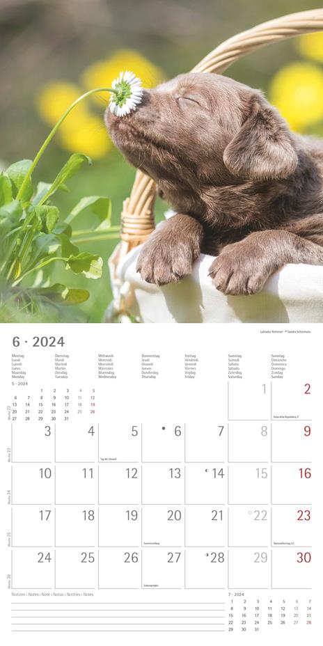 Alpha Edition - Calendario 2024 da muro Puppies, 12 mesi, 30x30 cm - 8