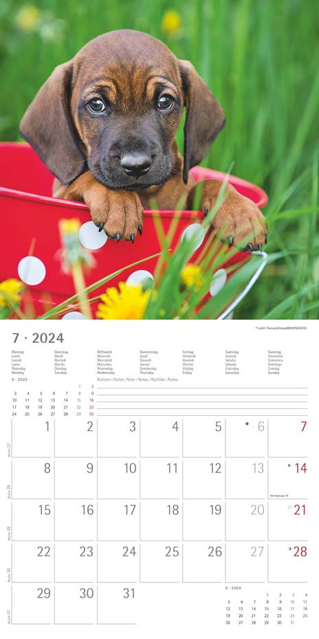 Alpha Edition - Calendario 2024 da muro Dachshund, 12 mesi, 30x30 cm - 9