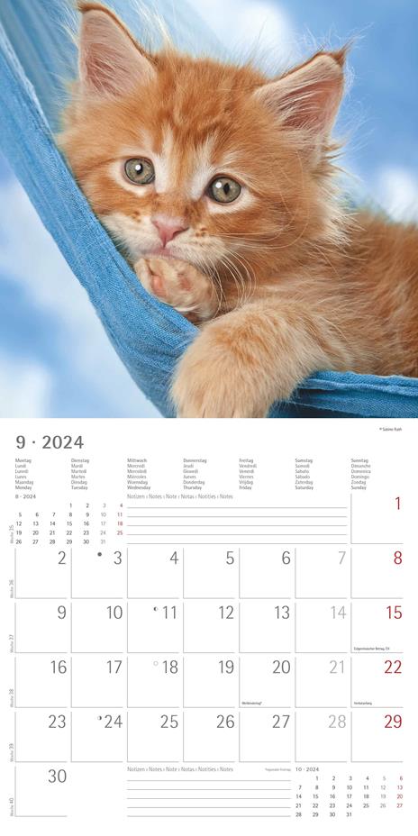 Alpha Edition - Calendario 2024 da muro Cats, 12 mesi, 30x30 cm - 11