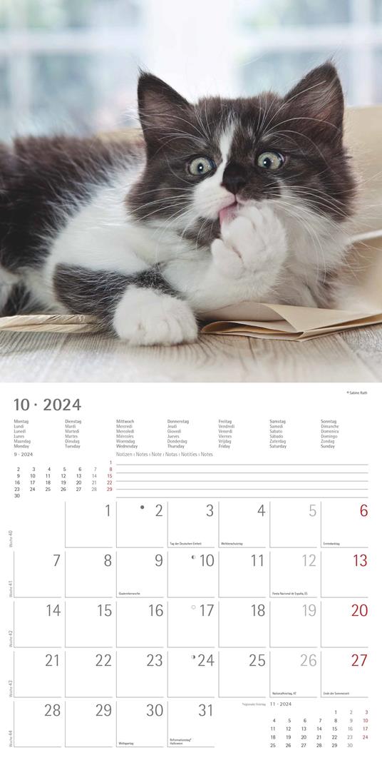 Alpha Edition - Calendario 2024 da muro Cats, 12 mesi, 30x30 cm - 12