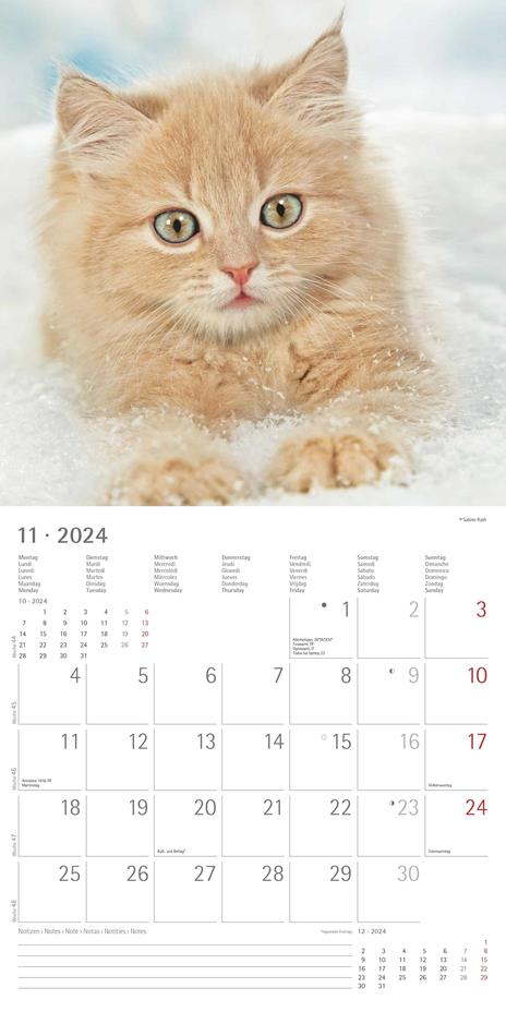 Alpha Edition - Calendario 2024 da muro Cats, 12 mesi, 30x30 cm - 13