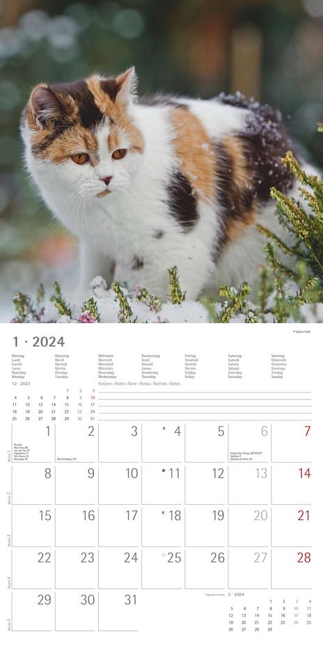 Alpha Edition - Calendario 2024 da muro Cats, 12 mesi, 30x30 cm - 3