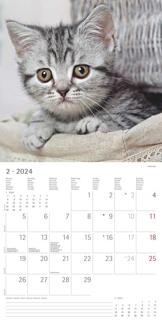 Alpha Edition - Calendario 2024 da muro Cats, 12 mesi, 30x30 cm - 4