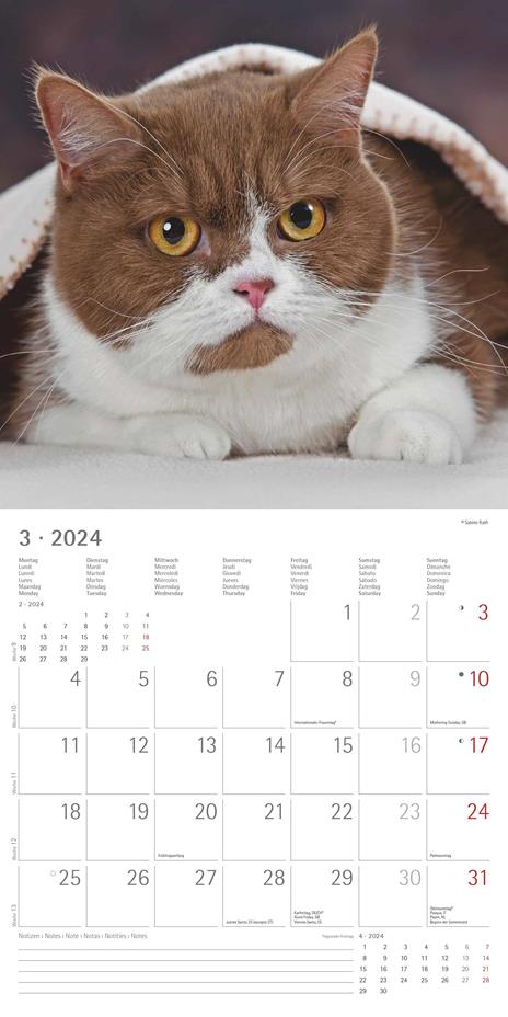 Alpha Edition - Calendario 2024 da muro Cats, 12 mesi, 30x30 cm - 5