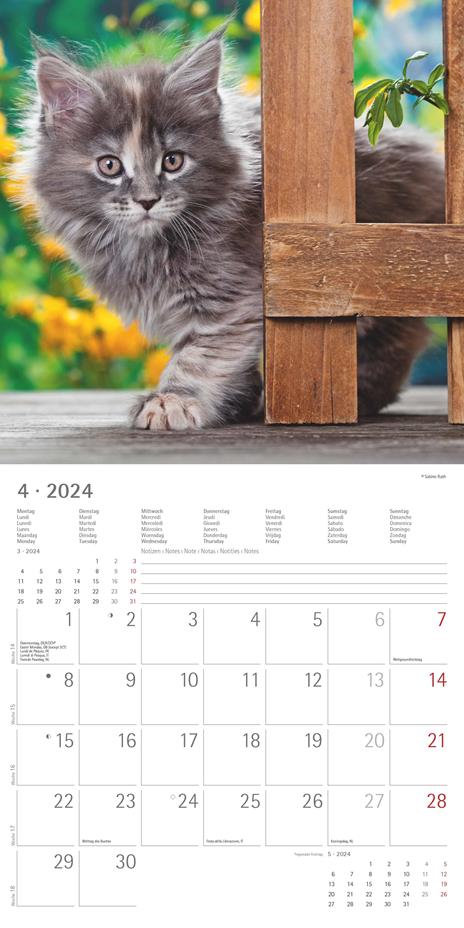 Alpha Edition - Calendario 2024 da muro Cats, 12 mesi, 30x30 cm - 6