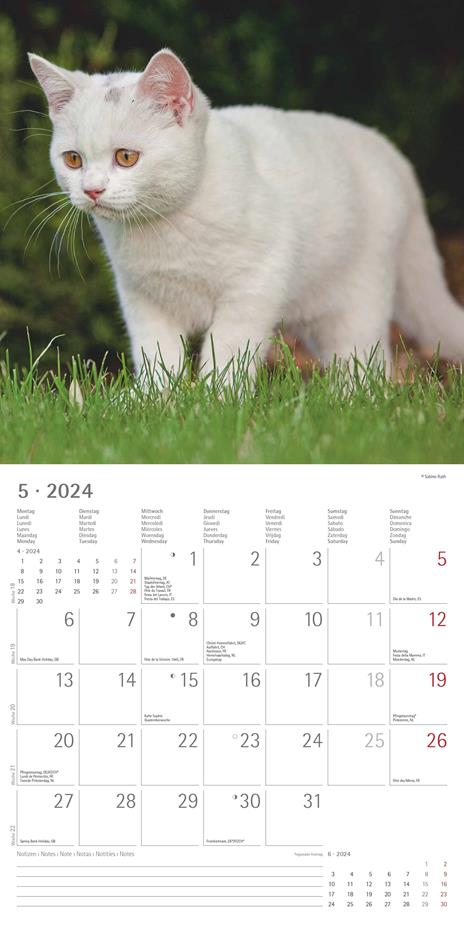 Alpha Edition - Calendario 2024 da muro Cats, 12 mesi, 30x30 cm - 7