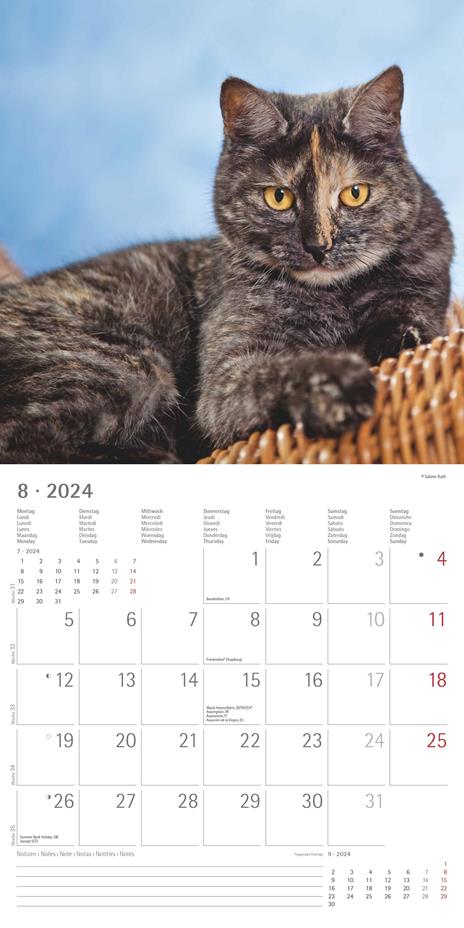 Alpha Edition - Calendario 2024 da muro Cats, 12 mesi, 30x30 cm - 10