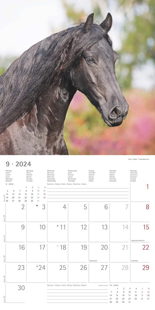 Alpha Edition - Calendario 2024 da muro Horses, 12 mesi, 30x30 cm - 11