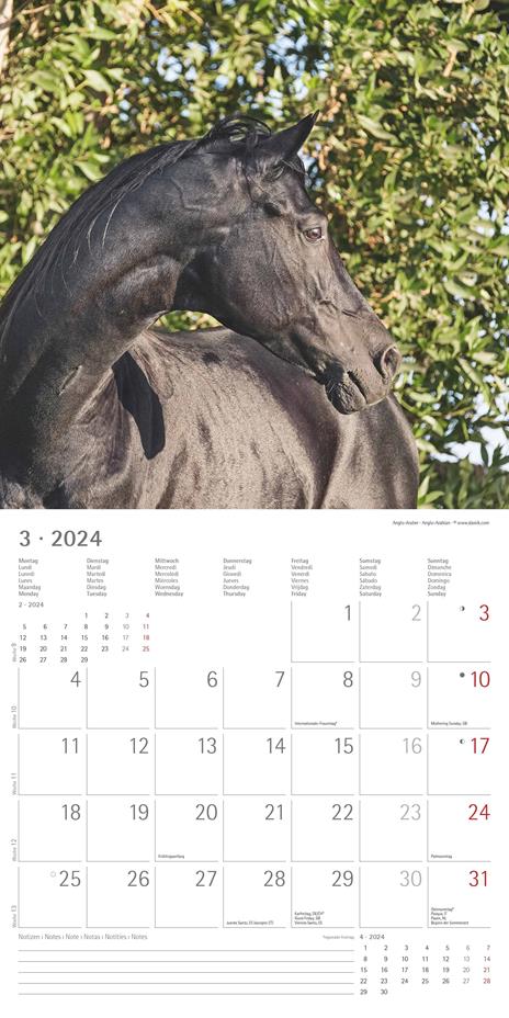 Alpha Edition - Calendario 2024 da muro Horses, 12 mesi, 30x30 cm - 5