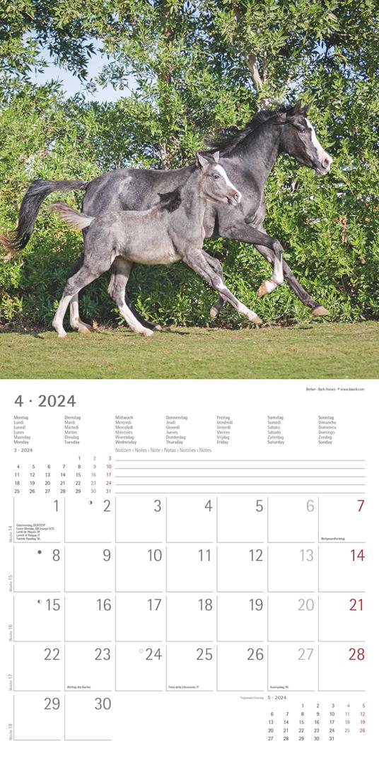 Alpha Edition - Calendario 2024 da muro Horses, 12 mesi, 30x30 cm - 6