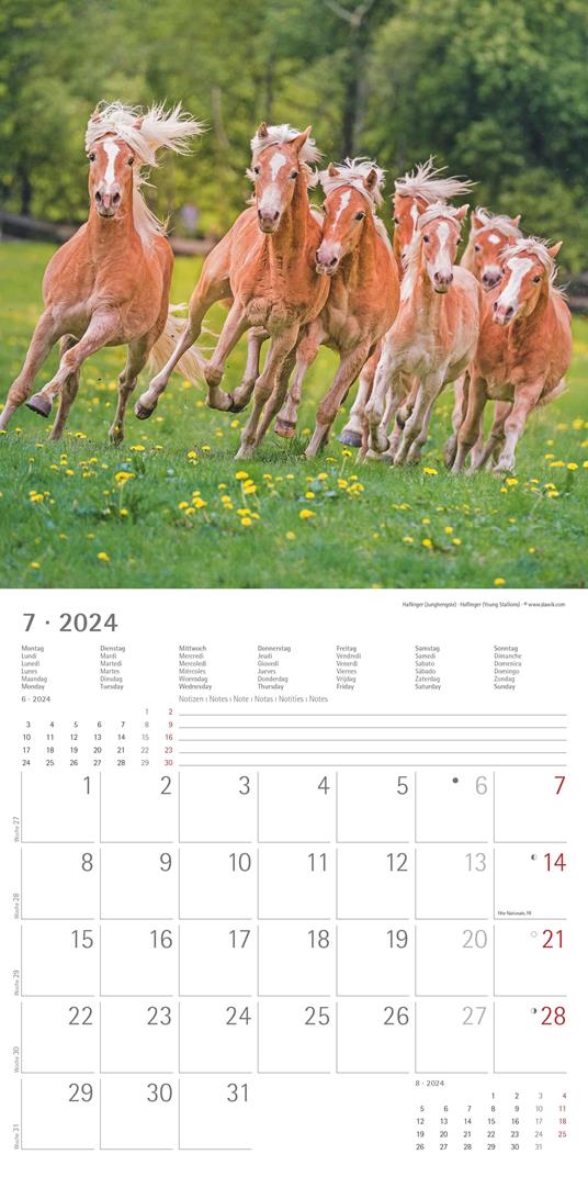 Alpha Edition - Calendario 2024 da muro Horses, 12 mesi, 30x30 cm - 9