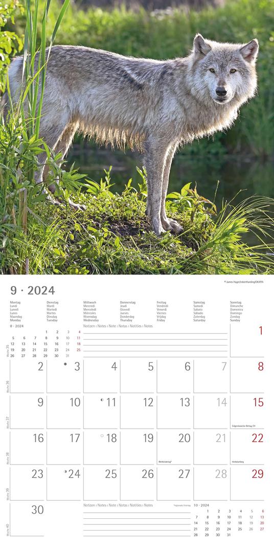 Alpha Edition - Calendario 2024 da muro Wolves, 12 mesi, 30x30 cm - 11