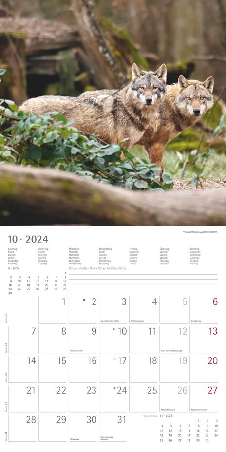 Alpha Edition - Calendario 2024 da muro Wolves, 12 mesi, 30x30 cm - 12