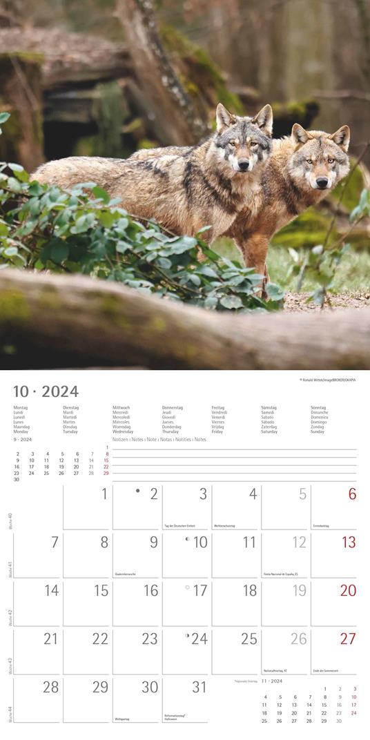 Alpha Edition - Calendario 2024 da muro Wolves, 12 mesi, 30x30 cm - 12