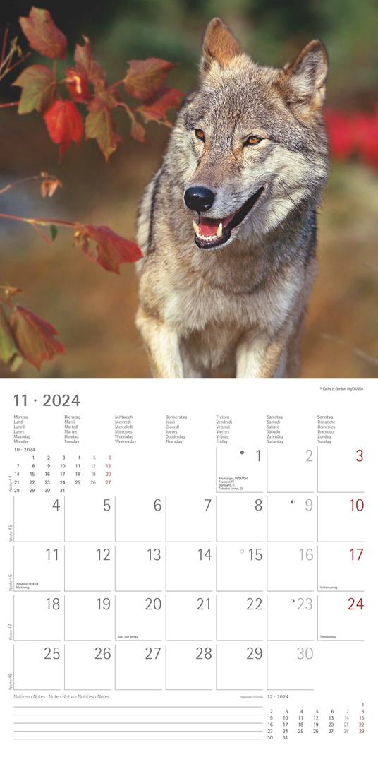 Alpha Edition - Calendario 2024 da muro Wolves, 12 mesi, 30x30 cm - 13