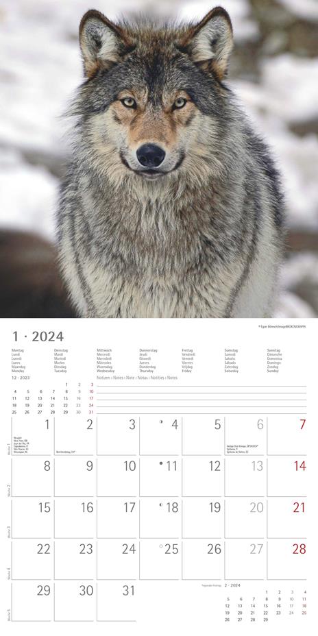Alpha Edition - Calendario 2024 da muro Wolves, 12 mesi, 30x30 cm - 3