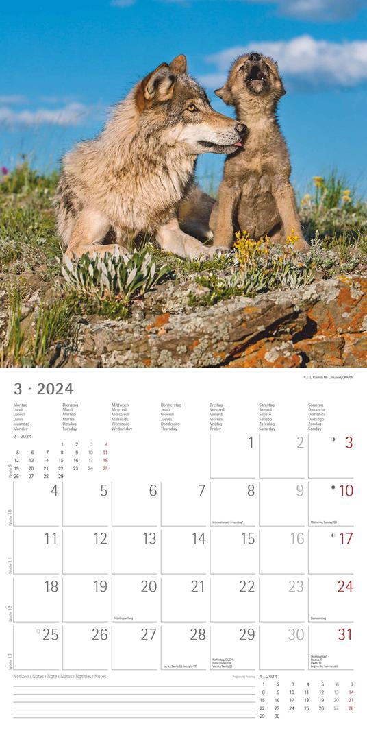 Alpha Edition - Calendario 2024 da muro Wolves, 12 mesi, 30x30 cm - 5