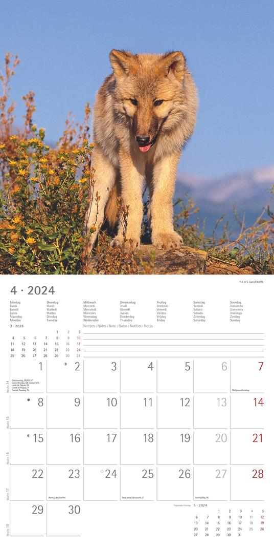 Alpha Edition - Calendario 2024 da muro Wolves, 12 mesi, 30x30 cm - 6