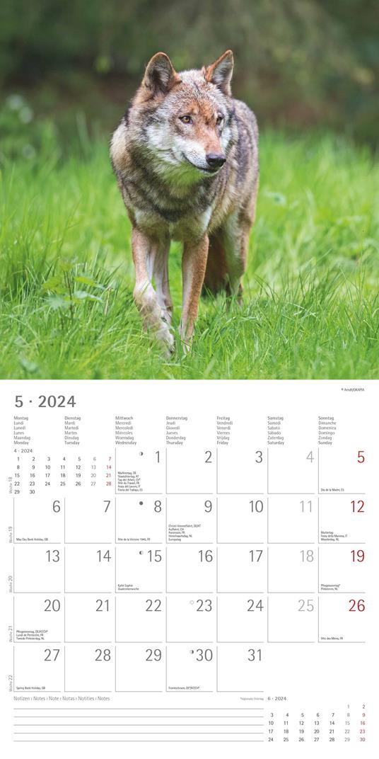 Alpha Edition - Calendario 2024 da muro Wolves, 12 mesi, 30x30 cm - 7