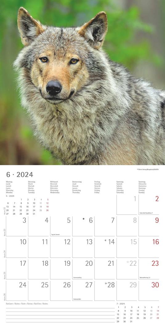 Alpha Edition - Calendario 2024 da muro Wolves, 12 mesi, 30x30 cm - 8