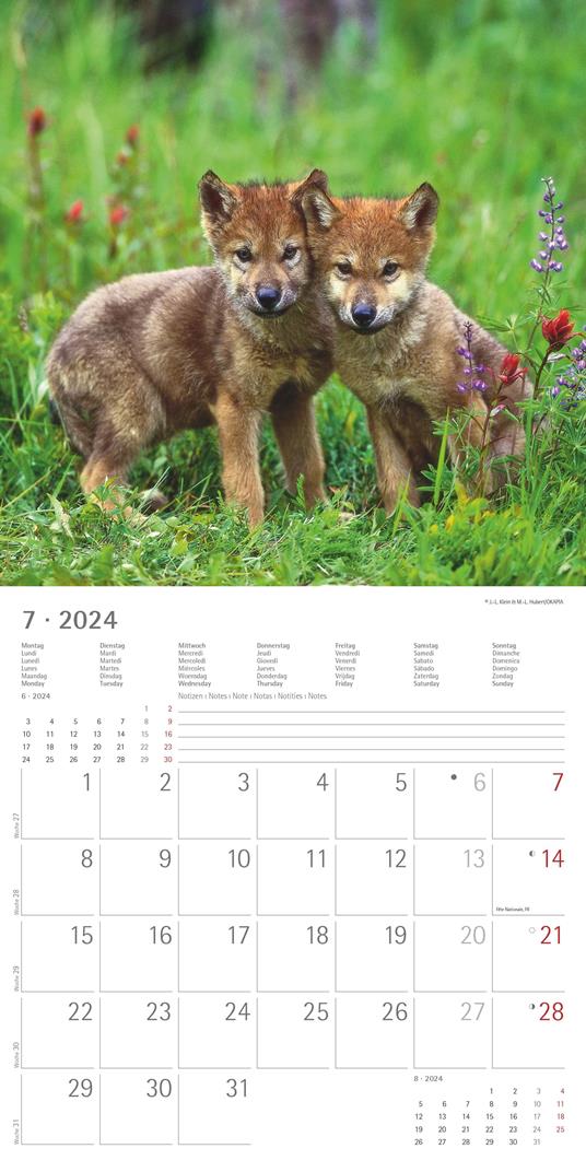 Alpha Edition - Calendario 2024 da muro Wolves, 12 mesi, 30x30 cm - 9