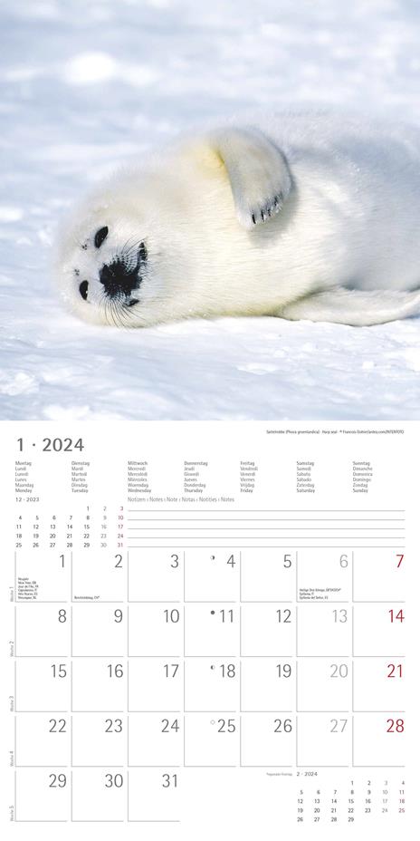 Alpha Edition - Calendario 2024 da muro Baby Animals, 12 mesi, 30x30 cm - 3