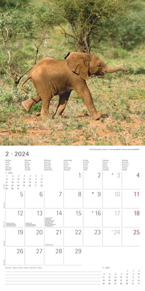 Alpha Edition - Calendario 2024 da muro Baby Animals, 12 mesi, 30x30 cm - 4