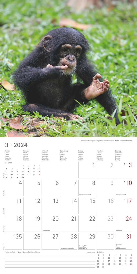 Alpha Edition - Calendario 2024 da muro Baby Animals, 12 mesi, 30x30 cm - 5