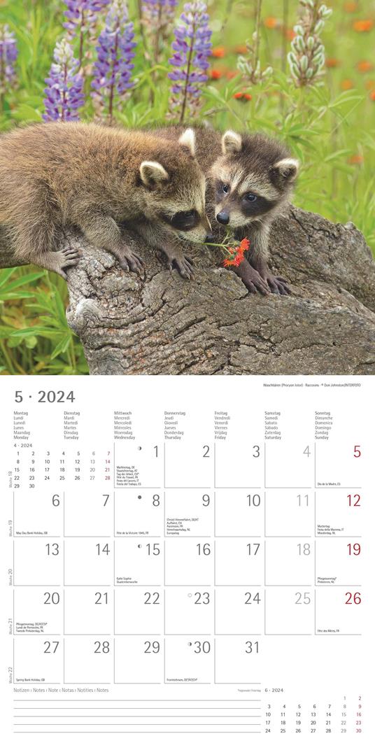 Alpha Edition - Calendario 2024 da muro Baby Animals, 12 mesi, 30x30 cm - 7