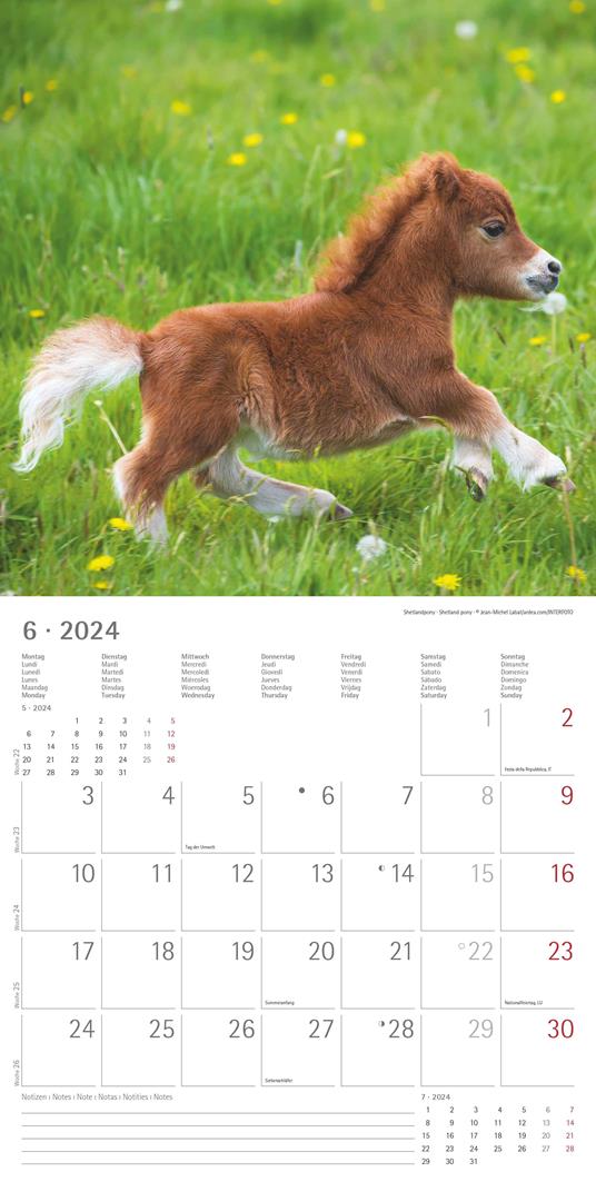 Alpha Edition - Calendario 2024 da muro Baby Animals, 12 mesi, 30x30 cm - 8