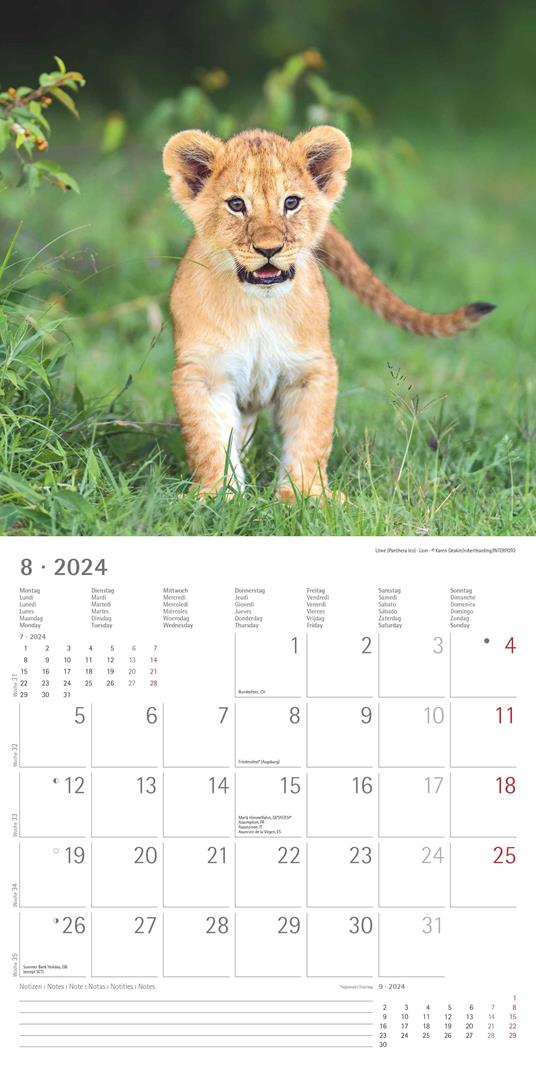 Alpha Edition - Calendario 2024 da muro Baby Animals, 12 mesi, 30x30 cm - 10