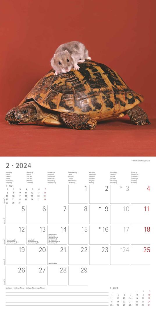 Alpha Edition - Calendario 2024 da muro Animal Frienship, 12 mesi, 30x30 cm  - Alpha Edition - Cartoleria e scuola