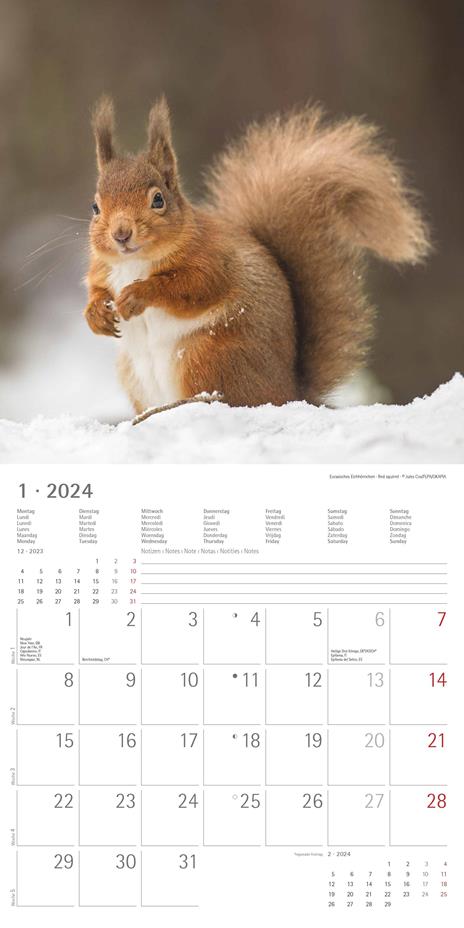Alpha Edition - Calendario 2024 da muro Forest Animals, 12 mesi, 30x30 cm - 3