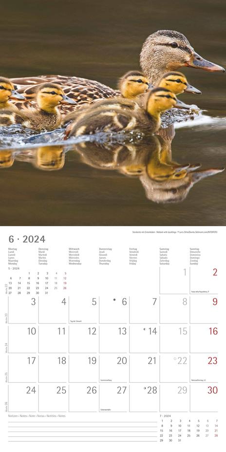 Alpha Edition - Calendario 2024 da muro Forest Animals, 12 mesi, 30x30 cm - 8