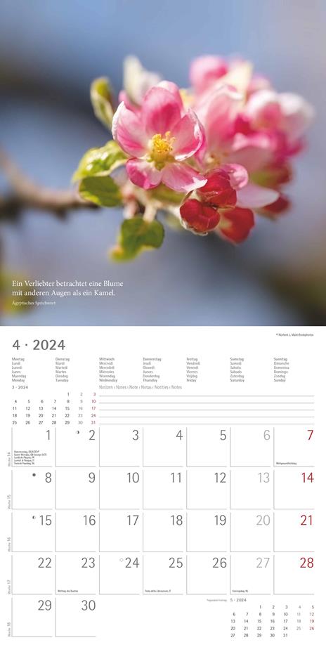 Alpha Edition - Calendario 2024 da muro Meditation, 12 mesi, 30x30 cm - 5