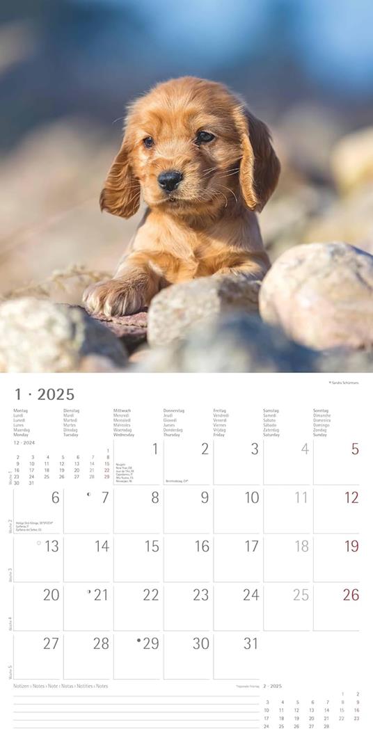Alpha Edition - Calendario 2025 da muro Dogs, 12 mesi, 30x30 cm - 4