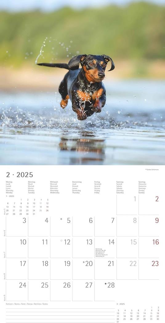 Alpha Edition - Calendario 2025 da muro Dogs, 12 mesi, 30x30 cm - 5
