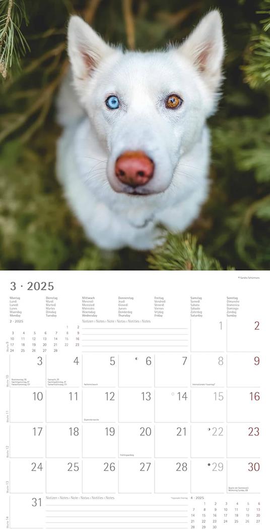 Alpha Edition - Calendario 2025 da muro Dogs, 12 mesi, 30x30 cm - 6