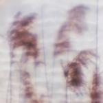 Dream Sequence Ep