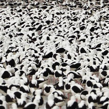 Flood (Imported Edition) - Vinile LP di Stella Donnelly