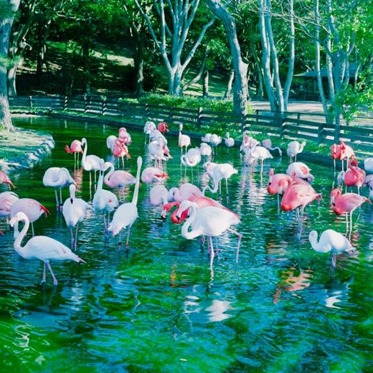 Dead And Breakfast - Vinile LP di Yohlu