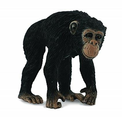 Collecta. Chimpanzee Females