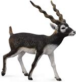 Antilope Cervicapra