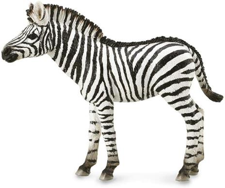 Zebra Foal - 2