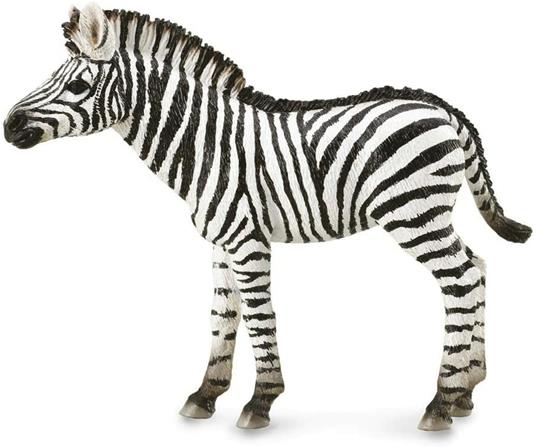 Zebra Foal - 2