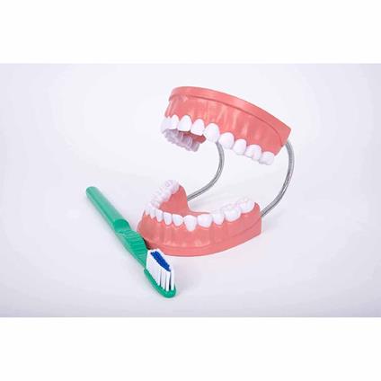 Igiene Dentale - Modello