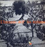L' incanto dell'olio italiano