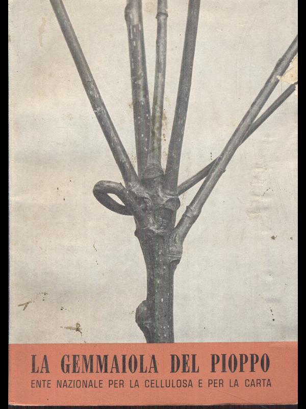 La gemmaiola del pioppo