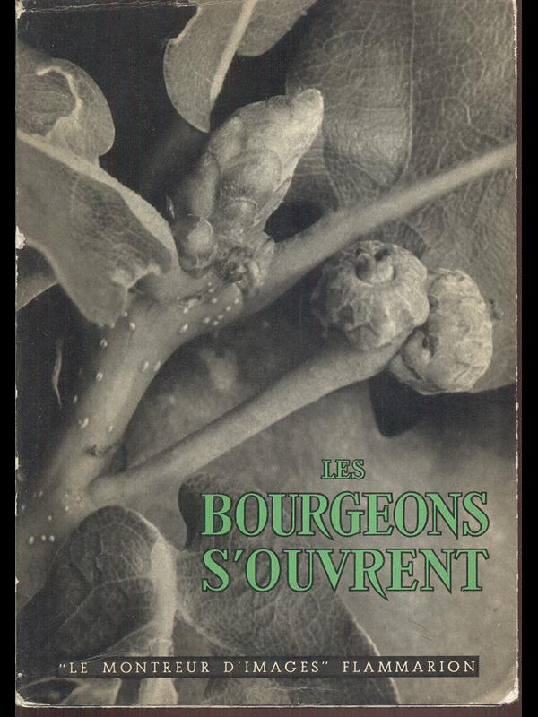 Les bourgeons s'ouvrent